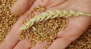 wheat trading services